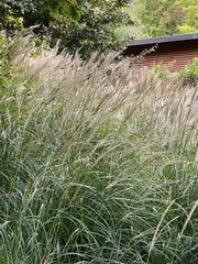 Chinaschilf - Miscanthus sinensis Kleine Silberspinne - Gräserwelten